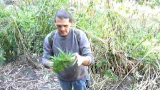 Charas, Chillum, Parvaty Valley, Himachal Pradesh