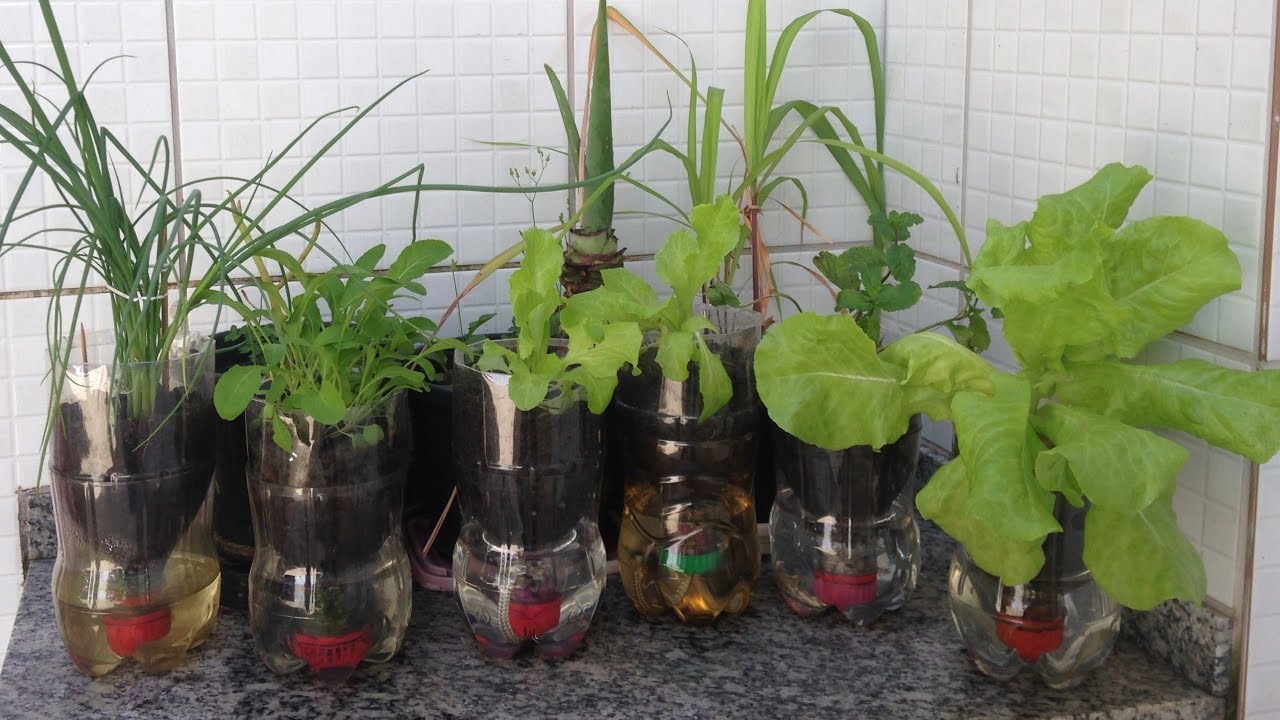 Vaso Auto Irrigável de Garrafa Pet - antidengue, antizika e ...