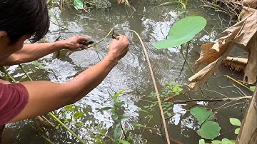 1726 / Hoảng hồn cắm câu cá lóc mà dính con này 