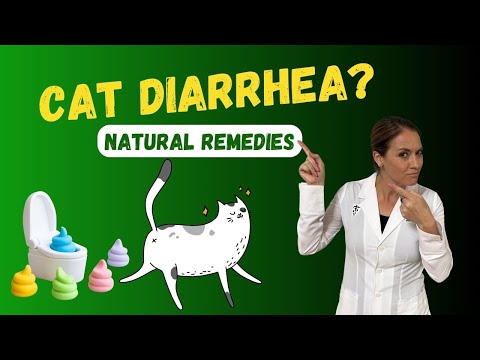 Top Natural Remedies For Cat Diarrhea | Holistic Veterinarian Advice - Dr. Katie Woodley