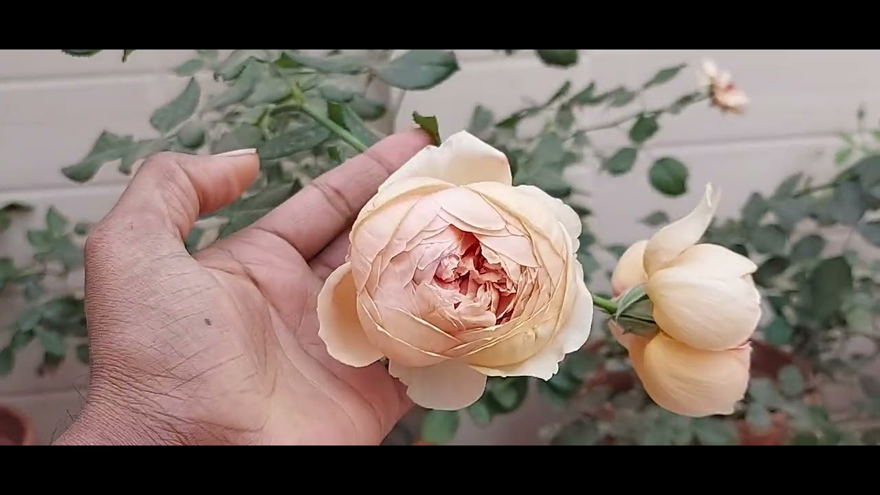 Garden Overview And New Rose Plants Growth Updates ( 25-01-2026 ) 