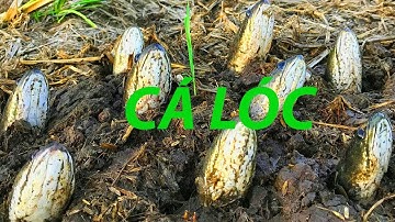 Bắt cá lóc vào mùa khô ở miền Tây  | Fishing channel