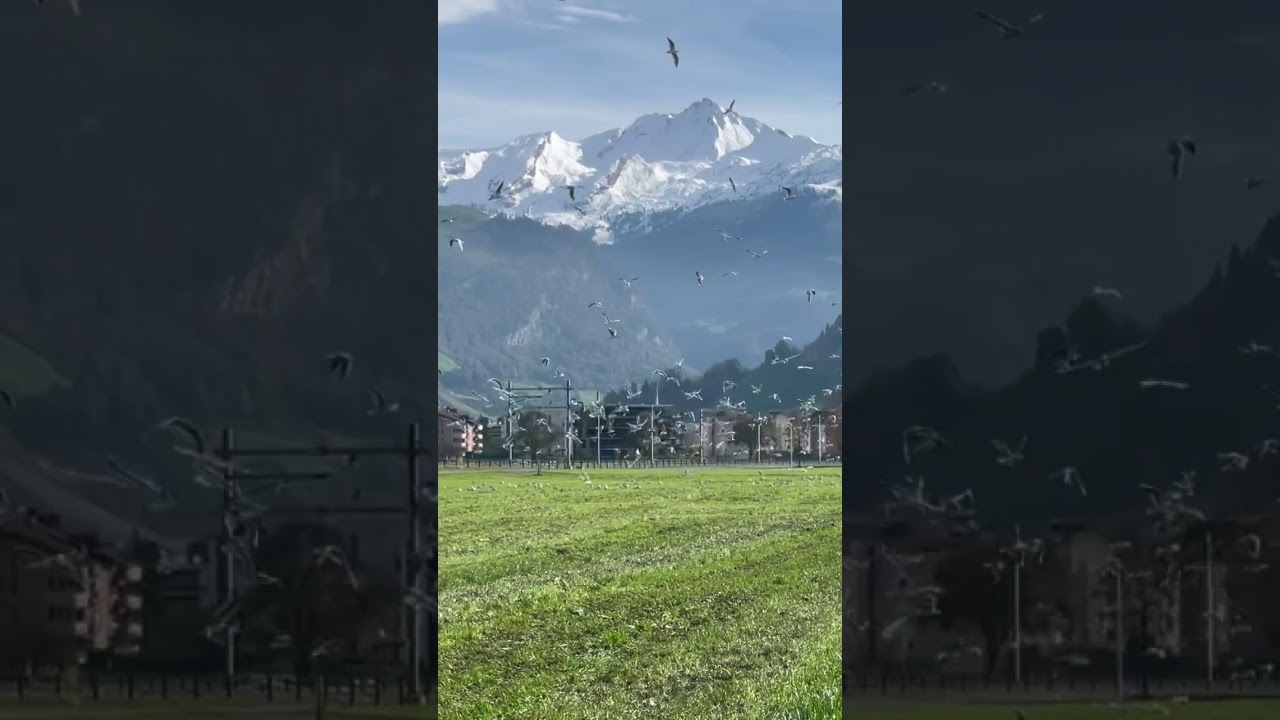 Setting off for flying now amazing birds amazing landscape Nidwalden Brisen Switzerland