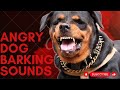 Epic Dog Barking Compilation: See How Your Dogs REACTS and Can