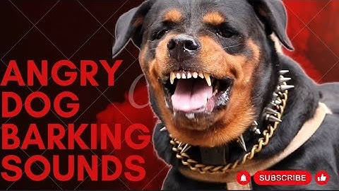 Epic Dog Barking Compilation: See How Your Dogs REACTS and Can