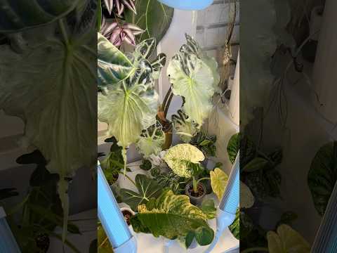 ВСЕ КРАСИВО ИЛИ НЕТ?🤫🙃 #plants #растения #алоказия #веном #карамель #анапа #цветы #регалшилдс