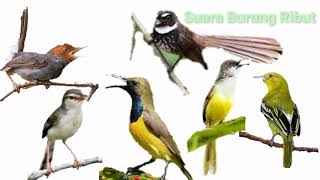 Suara Kombinasi untuk Pikat Burung kecil