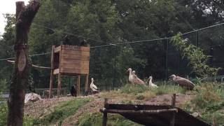 Dans la cage des vautours. Zoo de Jurques (Calvados) La Voix-Le Bocage (Vire)
