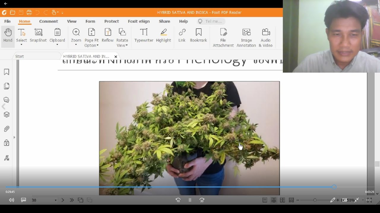 Cannabis Cultivation (SATIVA ,INDICA  AND HYBRID )