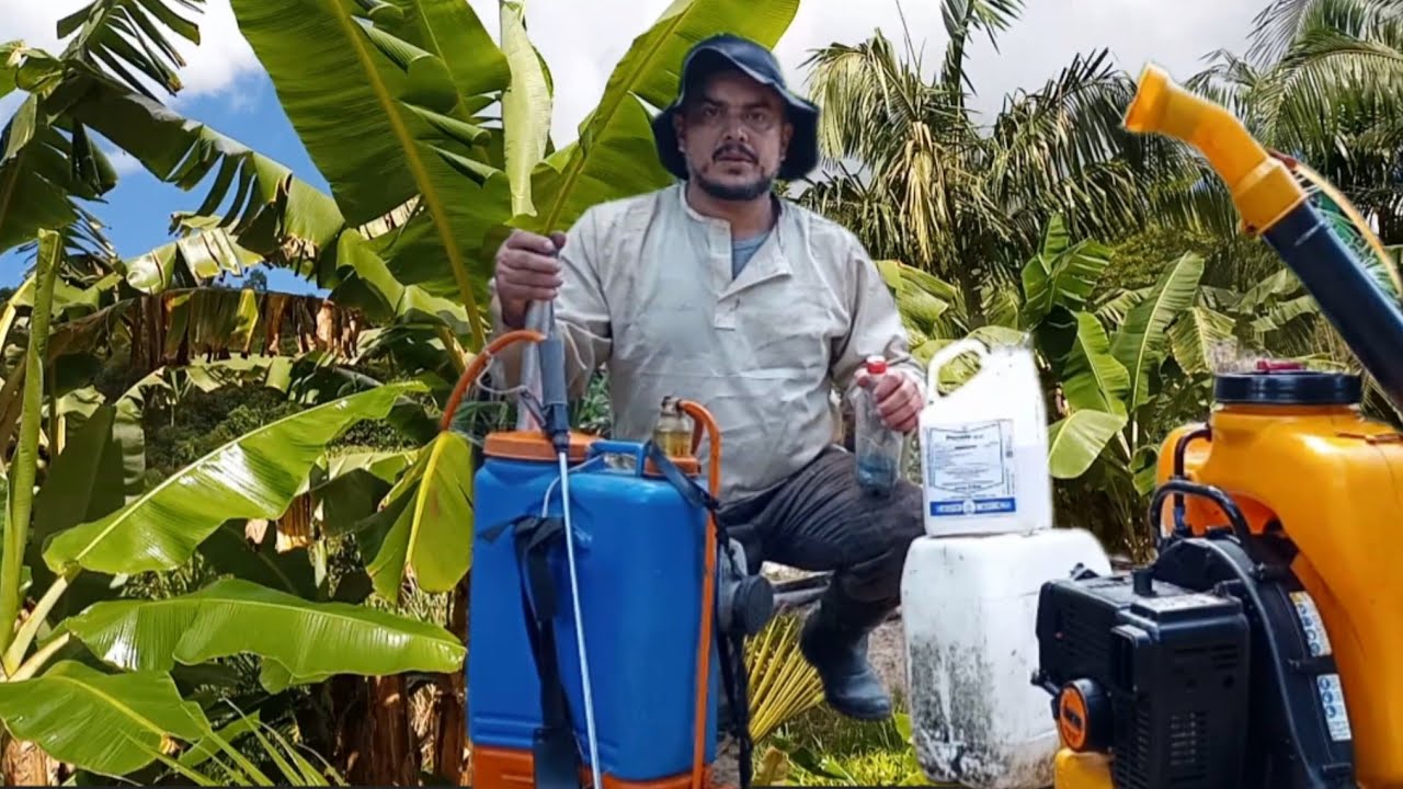 como e feito o controle de brocas e cigatokas do bananal