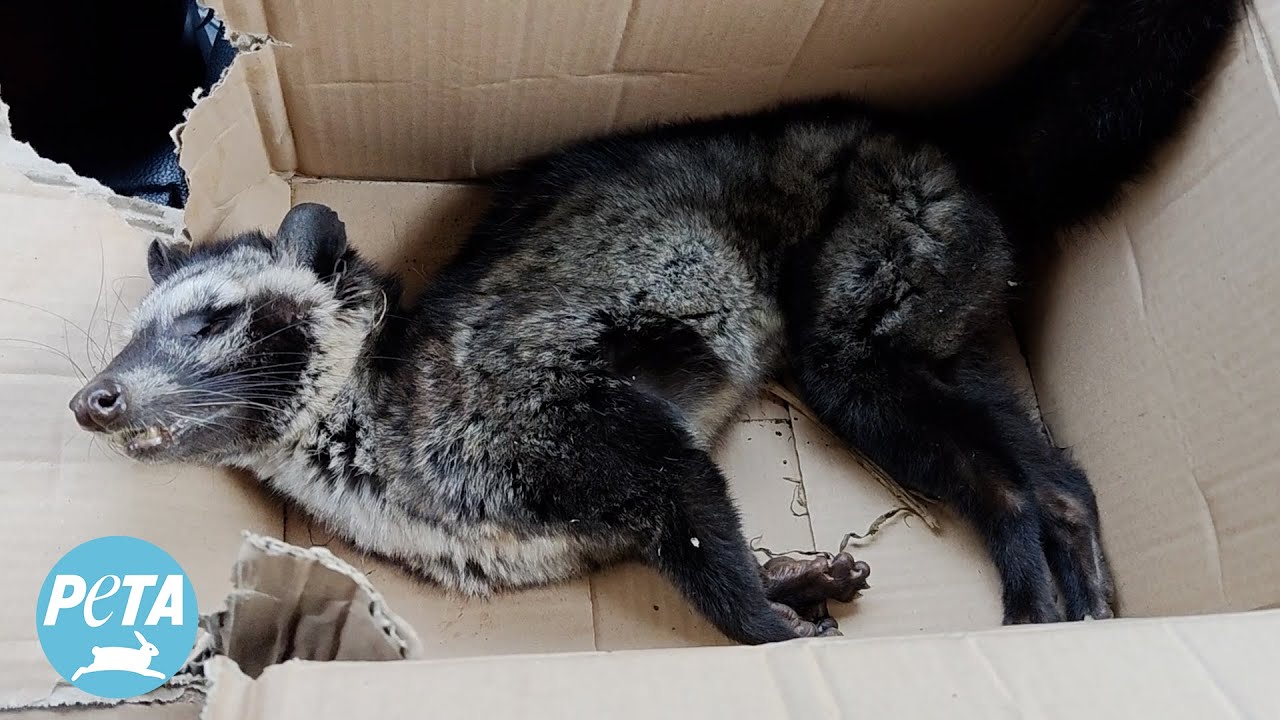 Civet Cat Poop Coffee May Brew a New Pandemic | PETA