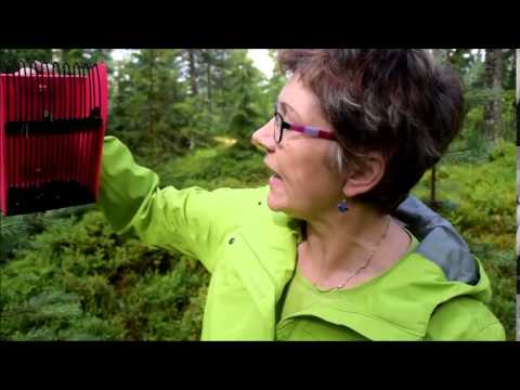 Video: Karpalon sadonkorjuu – vinkkejä karpaloiden poimimiseen