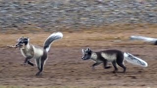 Arctic foxes playing by Jouke Prop 1,015 views 8 years ago 2 minutes, 3 seconds