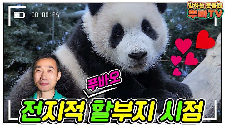 [전지적 할부지 시점] ep.01 사육사의 핸드폰을 탐내는 아기 판다, 푸바오! │ 에버랜드 판다월드(Everland Baby Panda Fubao)