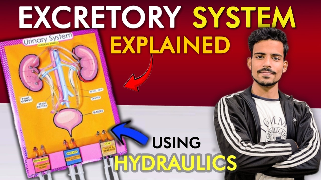 Excretory System Working Model Explained in Hindi 