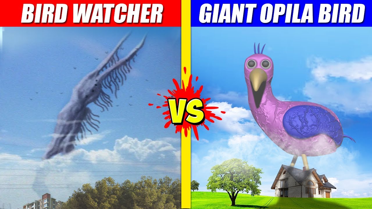 Bird Watcher vs Giant Opila Bird