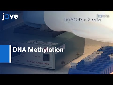 DNA Methylation: Bisulphite Modification & Analysis l Protocol Preview
