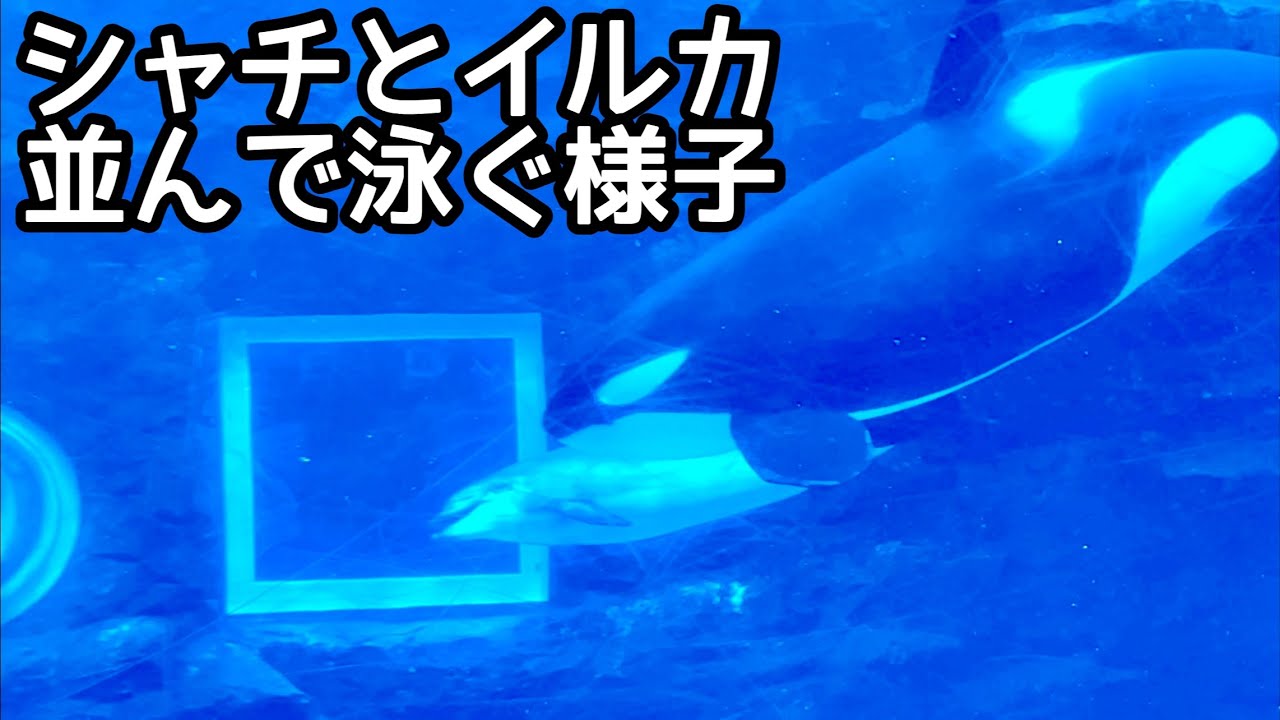 あ〜きゃん♬様　レア　ブルーアベンチュリン　ロングイ　イルカ　龍亀 シャチのリンちゃん イルカと並んで泳いでいます【名古屋港水族館