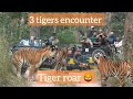 Tigers of pench |encounter with 3 adult tigers in pench turia | tiger attack | 2023 | tiger roar