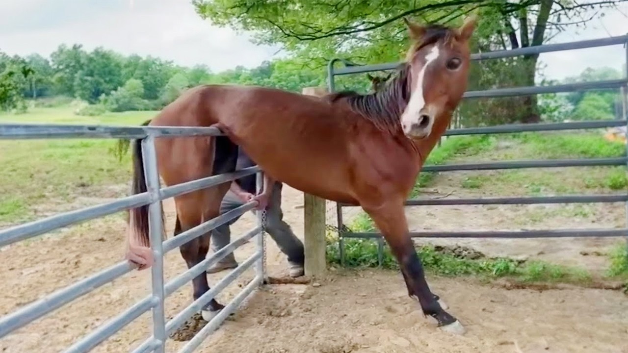 Funniest Horse Videos of 2025 That Prove They Are Secret Comedians! 😂