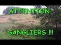 DES SANGLIERS EN PAGAILLE !!! Nombreux tirs et beaucoup de gros gibiers !!!