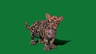Clouded Leopard Cat Cub by Nyilonelycompany 32 views 1 day ago 40 seconds