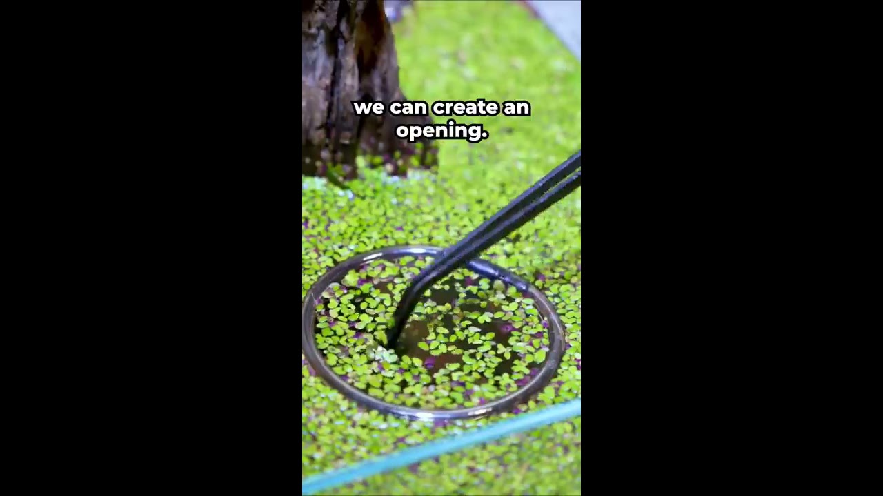 Let S Make A PORTAL Shorts