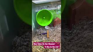 Hamster Workout Routine😂‼️