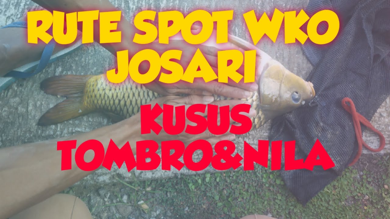 RUTE SPOT UMPAN PELET YG TAK INGKAR JANJI|| WKO MAS KODOK MANCING