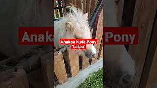 Kita beli anakan kuda Poni, gas ga nih!? #kudaponi #ponyhorse #horselover