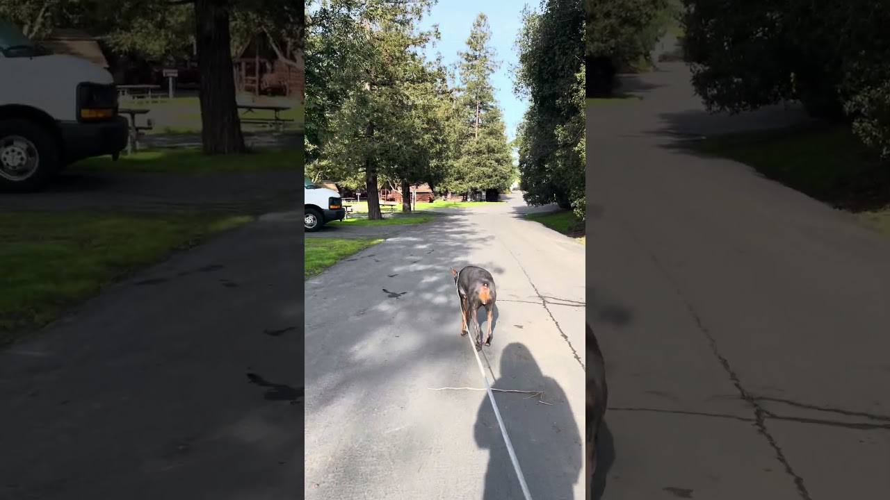 Taking a stroll with Violet