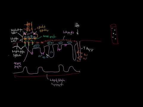 სარკოპლაზმური ბადის ფუნქცია კუნთის უჯრედებში