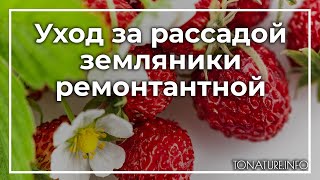 Уход за рассадой земляники ремонтантной | toNature.Info