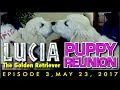 Lucia the Golden Retriever Episode 3: Puppy Reunion