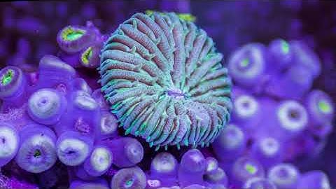 An Extraordinary Macro Timelapse of Aquatic Wildlife by Sandro Bocci