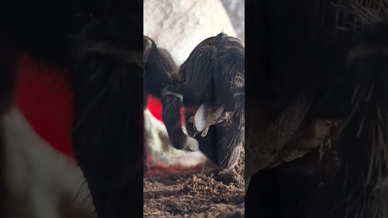 прожорливый 😈 паук ☠️