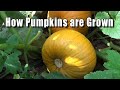 How Pumpkins are Grown