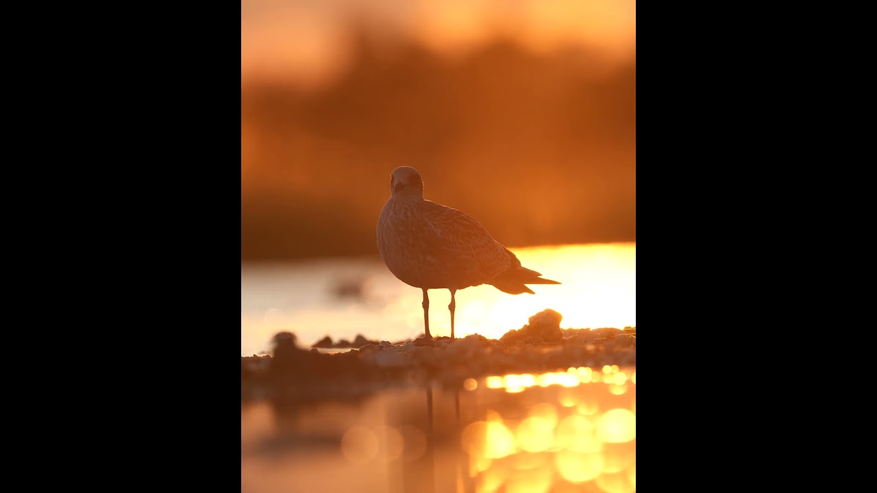 Keep waiting until dawn. 