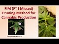 Fim f i missed pruning method for cannabis production