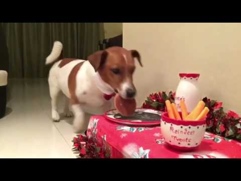 Dog Sets Up His Own Christmas Table