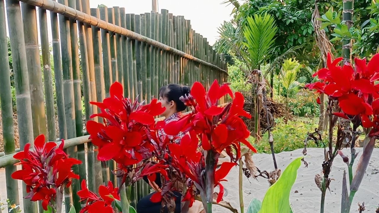 #11 Làm hàng rào bằng tre,làm thạch rau câu hoa đậu... - youtube
