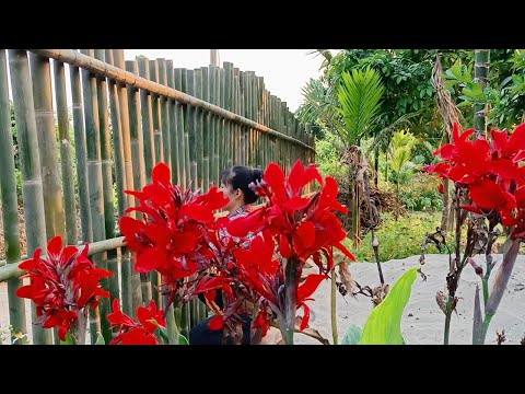 Video #11 Làm hàng rào bằng tre,làm thạch rau câu hoa đậu... - youtube