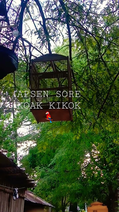 Koak kikok emosi saat sore 😁