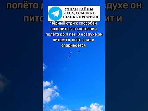 Чёрный стриж может долго летать #стрижи #птицы #птички #лес #природа