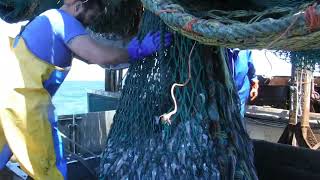 Squid fishing in Nantucket sound