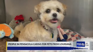 People in Pensacola caring for pets from Louisiana