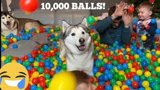 10,000 BALL SURPRISE FOR MY HUSKIES & BABIES BIRTHDAY! [CUTEST VIDEO EVER!!!!!!!]