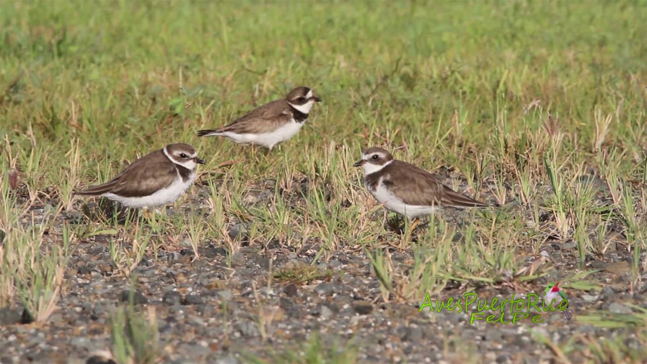 CHORLITO ACOLLARADO (Semipalmated Plover, Charadrius semipalmatus