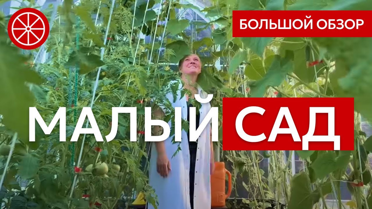 Как сделать малый сад стильно? Непрерывное цветение и заполняющие цветники  #красивыйсад #дача #сад