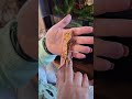 #crusties #crestedgecko #geckolove #lizard #fyp #youtubeshorts